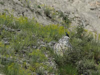 U09A5020 copy  FRA: Monticole bleu (Monticola solitarius)  GRB: Blue rock thrush DEU: Blaumerle ESP:Monticola solitarius ITA: Monticola solitarius RUS: Синий каменный дрозд CHN: 蓝矶鸫