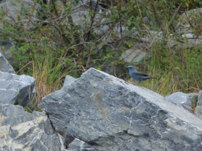 U09A5228 copy  FRA: Monticole bleu (Monticola solitarius)  GRB: Blue rock thrush DEU: Blaumerle ESP:Monticola solitarius ITA: Monticola solitarius RUS: Синий каменный дрозд CHN: 蓝矶鸫