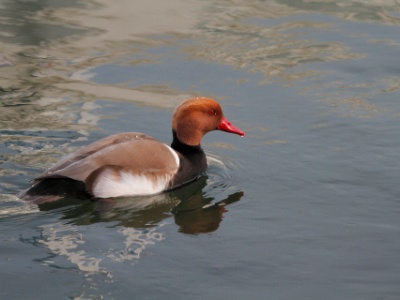 IMG 3713  FR: Nette rousse (Netta rufina) UK: Red-crested Pochard DE: Kolbenente