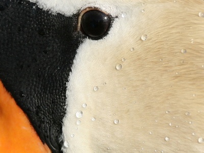 IMG 2176Crop  Cygne tubercule