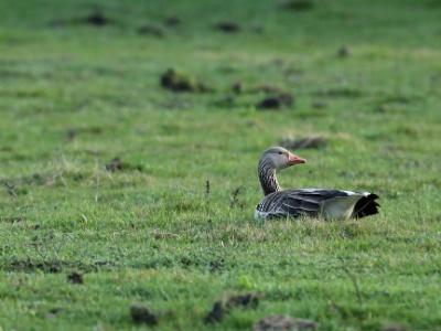 U09A1439 copy  FRA:  Oie cendrée (Anser anser)  GRB: Greylag goose DEU: Graugans ESP: Anser anser ITA: Anser anser RUS: Серый гусь CHN: 灰雁