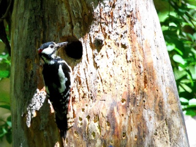 IMG 6186Crop  FRA: Pic épeiche (Dendrocopos major) GRB: Great spotted woodpecker DEU: Buntspecht ESP: Dendrocopos major ITA: Dendrocopos major RUS: Большой пёстрый дятел CHN: 大斑啄木鸟