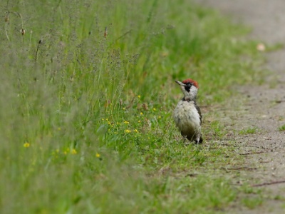 28A2753 copy  FRA: Pic vert ou pivert (Picus viridis) GRB: Eurpean Green Woodpecker DEU: Grünspecht ESP: Picus viridis ITA: Picus viridis RUS: Зелёный дятел CHN: 欧洲绿啄木鸟