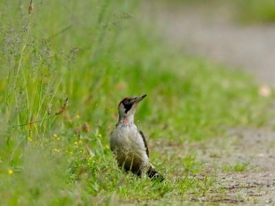 28A2756 copy  FRA: Pic vert ou pivert (Picus viridis) GRB: Eurpean Green Woodpecker DEU: Grünspecht ESP: Picus viridis ITA: Picus viridis RUS: Зелёный дятел CHN: 欧洲绿啄木鸟