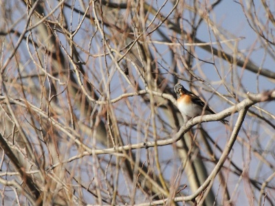 IMG 0081Crop  FR: Pinson du Nord (Fringilla montifringilla) UK: Brambling DE: Bergfink