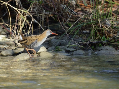 U09A8481 copy  FRA: Râle d'eau(Rallus aquaticus) GRB: Water rail DEU: Wasserralle ESP: Rallus aquaticus ITA: Rallus aquaticus RUS: Водяной пастушок CHN: 普通秧鸡