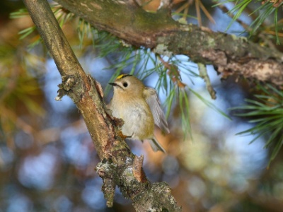 IMG 5889Crop  FR: Roitelet hupp� (Regulus regulus) UK: Goldcrest DE: Wintergoldh�hnchen