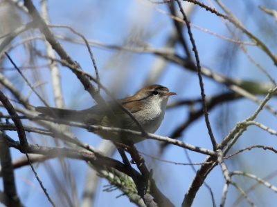 U09A1816 copy  FR: Rossignol philomèle(Luscinia megarhynchos) UK: Common nightingale DE: Nachtigall
