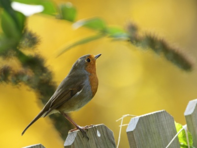 JA8A2443 copy  FRA: Rouge-gorge familier (Erithacus rubecula) GRB: European robin DEU: Rotkehlchen ESP: Erithacus rubecula ITA: Erithacus rubecula RUS: Зарянка CHN: 歐亞鴝