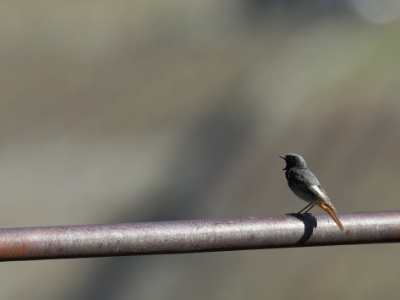U09A8605  FRA: Rougequeue noir (Phoenicurus ochruros) GRB: Black Redstart DEU: Hausrotschwanz ESP: Phoenicurus ochruros ITA: Phoenicurus ochruros RUS: Горихвостка-чернушка CHN: 赭红尾鸲