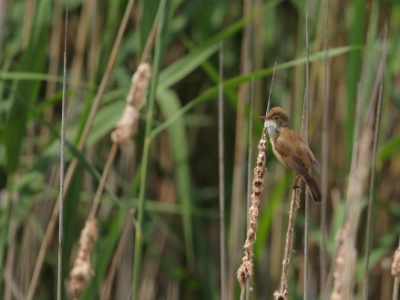 JA8A9586 copy  FRA: Rousserolle effarvatte (Acrocephalus scirpaceus) GRB: Eurasian reed warbler DEU: Teichrohrsänger ESP: Acrocephalus scirpaceus ITA: Acrocephalus scirpaceus RUS: Тростниковая камышовка CHN: 芦苇莺