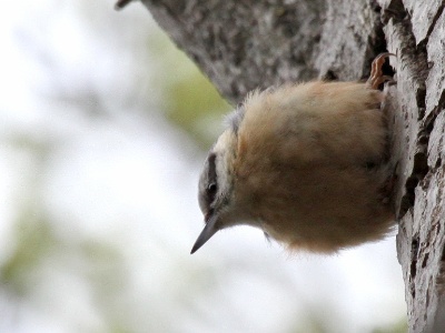 IMG 2009Crop  FR: Sittelle torchepot (Sitta europaea) UK: Erasian Nuthatch DE: Kleiber