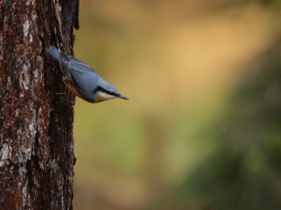 JA8A6015  FRA: Sittelle torchepot (Sitta europaea) GRB: Eurasian nuthatch DEU:  Kleiber ESP: Sitta europaea ITA: Sitta europaea RUS: Обыкновенный поползень CHN: 茶腹鳾
