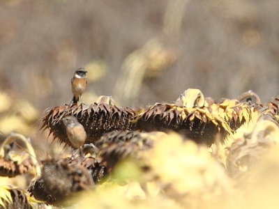 IMG 2913Crop  FR: Tarier des prés UK: Whinchat DE: Braunkehlchen ES: Saxicola rubetra RU: Луговой чекан