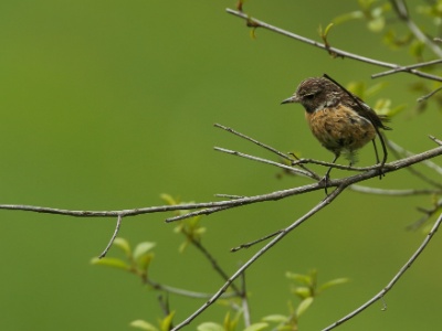 U09A9224 copy  FRA: Tarier des prés(femelle) GRB: Whinchat DEU: Braunkehlchen ESP: Saxicola rubetra ITA: Saxicola rubetra RUS: Луговой чекан CHN: