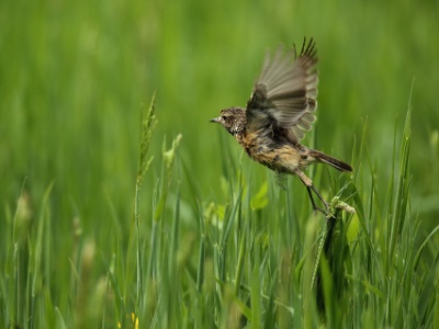 U09A9233 copy  FRA: Tarier des prés(femelle) GRB: Whinchat DEU: Braunkehlchen ESP: Saxicola rubetra ITA: Saxicola rubetra RUS: Луговой чекан CHN: