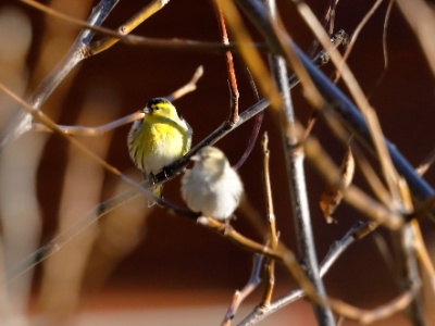 328A3952 copy  FRA: Tarin des aulnes (Spinus spinus) GRB: Eurasian siskin DEU: Erlenzeisig ESP: lúgano(Spinus spinus) ITA: lucherino(Spinus spinus) RUS: Чиж CHN: 黄雀