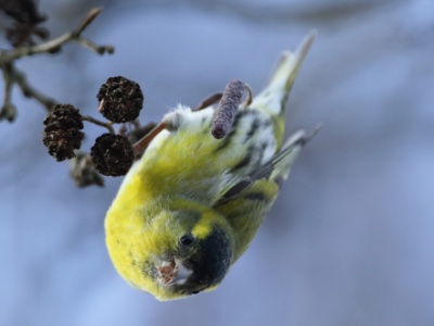 JA8A9577 copy  FRA: Tarin des aulnes (Carduelis spinus) GRB: Eurasian Siskin DEU:  Erlenzeisig ESP: lúgano ITA: lucherino eurasiatico RUS: Чиж CHN: 黄雀