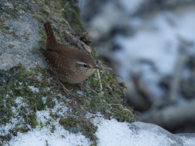 IMG 3111Crop  FRA: Troglodyte mignon (Troglodytes troglodytes) GRB: Winter Wren DEU: Zaunkönig ESP: El chochín ITA: scricciolo comune RUS:  Крапивник CHN: 鹪鹩