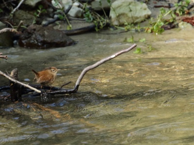 JA8A0994 copy  FRA: Troglodyte mignon (Troglodytes troglodytes) GRB: Winter Wren DEU: Zaunkönig ESP: El chochín ITA: scricciolo comune RUS:  Крапивник CHN: 鹪鹩