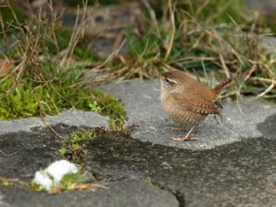 JA8A9771  FRA: Troglodyte mignon (Troglodytes troglodytes) GRB: Winter Wren DEU: Zaunkönig ESP: El chochín ITA: scricciolo comune RUS:  Крапивник CHN: 鹪鹩