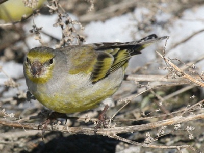 IMG 7797Crop  FR: Venturon montagnard (Serinus citrinella) UK:  Citril Finch DE: Zitronengirlitz