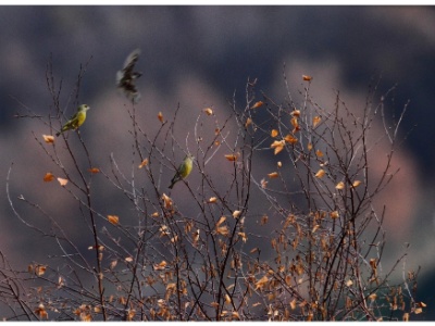 IMG 4501Crop  FR: Verdier d'Europe (Carduelis chloris) UK: European Greenfinch De: Gr�nfink