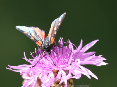 IMG 8226Crop  FR: Zygène de la filipendule (Zygaena filipendulae) UK: Six-spot burnet DE: Das Sechsfleck-Widderchen