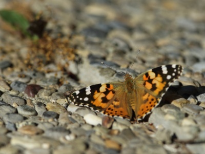 JA8A8467 copy  FR: La belle dame (vanessa cardui)