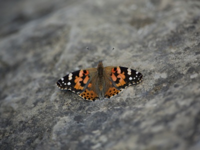 U09A0132  Vulcain (Vanessa atalanta)