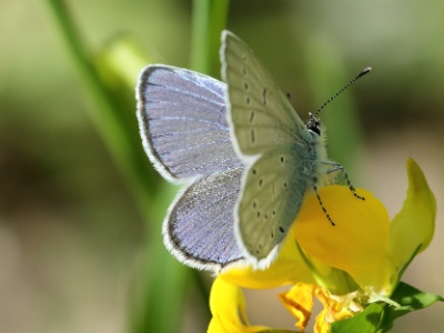 U09A7199 copy  Lysandra bellargus (Le Bel-Argus)